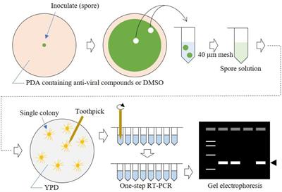 Efficient elimination of RNA mycoviruses in aspergillus species using RdRp-inhibitors ribavirin and 2’-C-methylribonucleoside derivatives